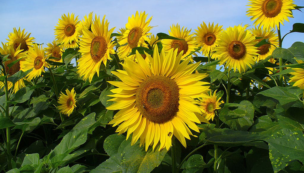 Ya se cubrió el 32,3% del área estimada para la siembra de girasol